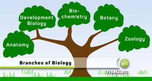 Branches of Biology Importance of Biology biomadam