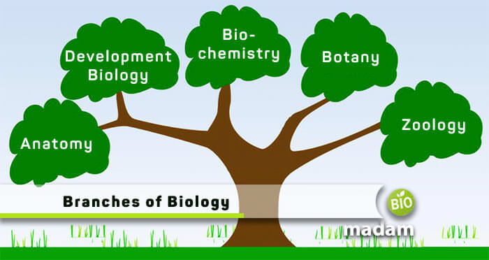 Important branches of biology