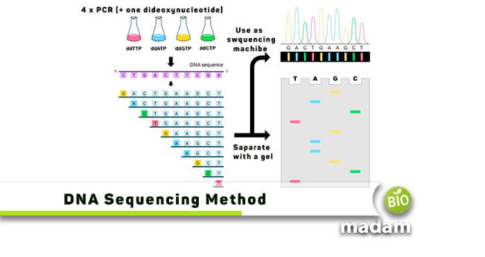 DNA-Sequencing-Method