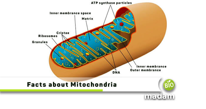 Facts about Mitochondria