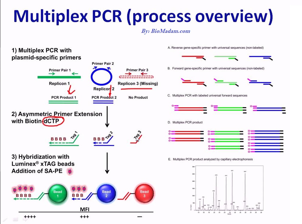 multiplex pcr procedure