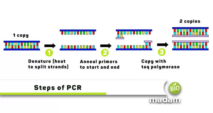 polymerase Chain Reaction - PCR Steps - BioMadam