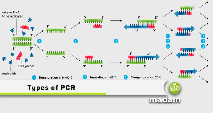 Pcr And Its Types Polymerase Chain Reaction PCR Steps Types 