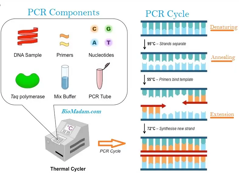 PCR procedure