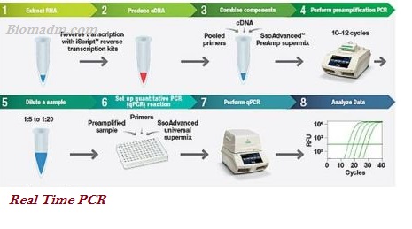 Real-time PCR procedure