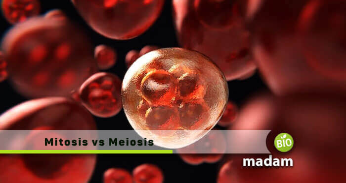 Mitosis-vs-Meiosis