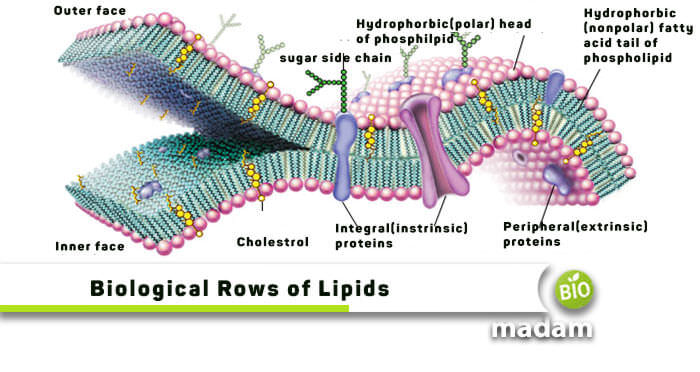 different biological roles of lipids