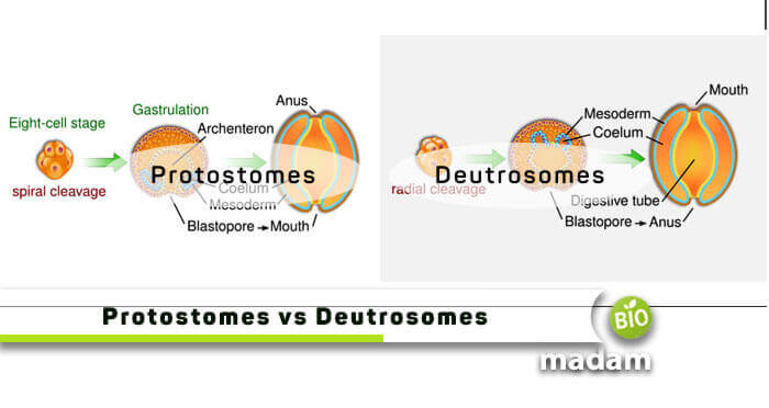 Protostomes-vs-Deutrosomes