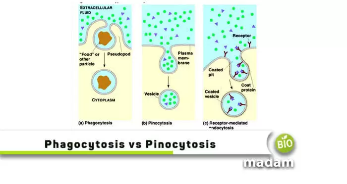 Phagocytosis-vs-Pinocytosis