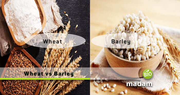 Wheat and Barley