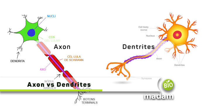 Axon-vs-Dendrites