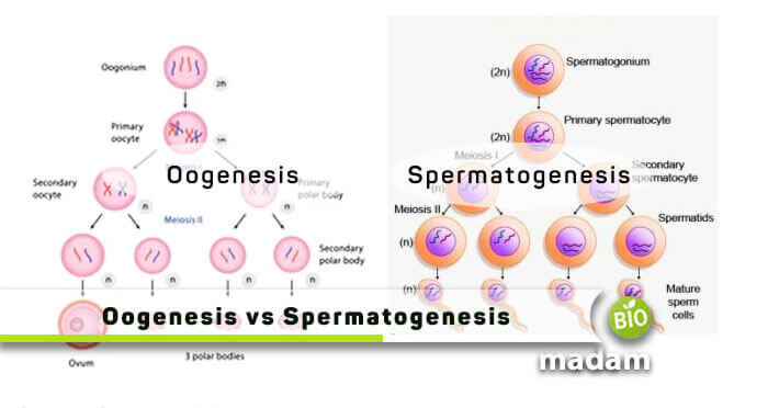 Difference between Oogenesis and Spermatogenesis - biomadam