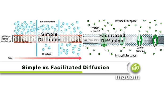 Simple vs Facilitated Diffusion