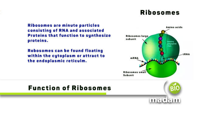 Function of Ribosomes