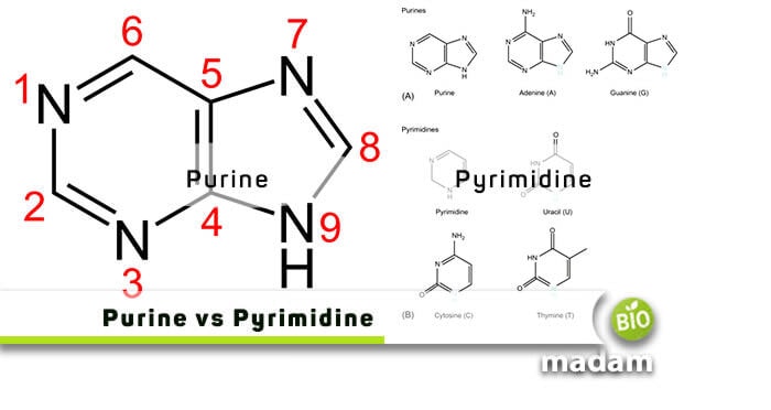 Purine vs Pyrimidine