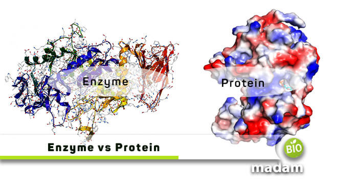 Enzyme and Protein
