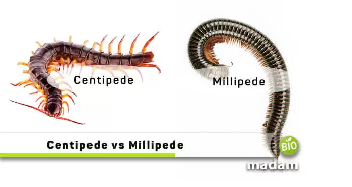 Centipede and Millipede