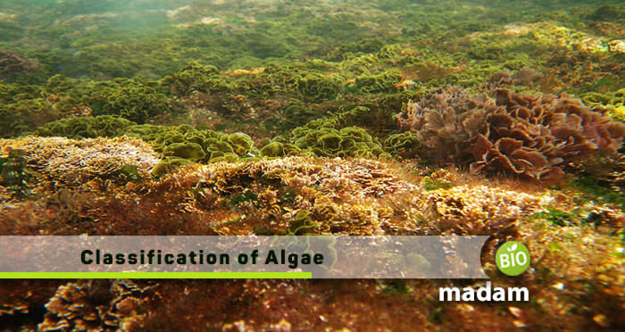 classfication of Algae