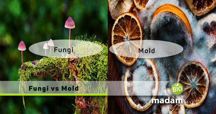 Fungi and Mold