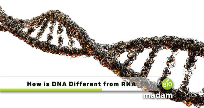 How is DNA Different from RNA