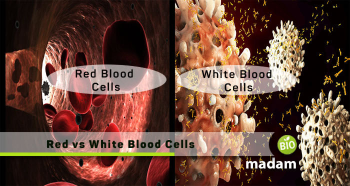 Red vs White Blood Cells