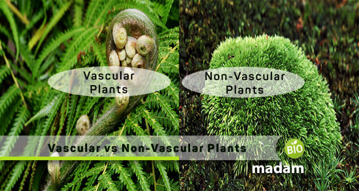 Vascular and -vs-Non-Vascular plants
