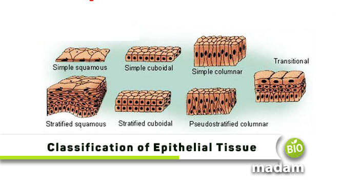 classification of epithelia tissue