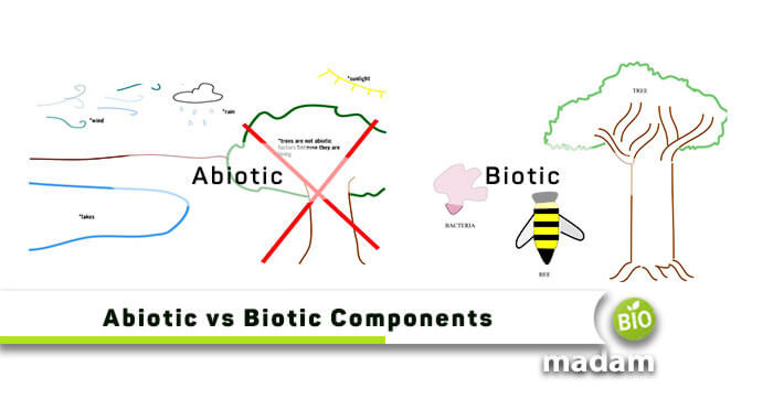 Biotic-vs-Abiotic-Components