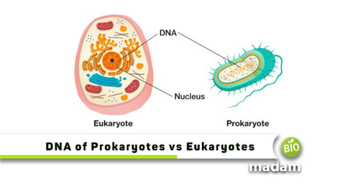 DNA-of-Prokaryotes-vs-Eukaryotes