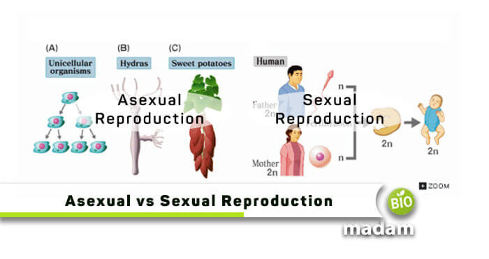 Sexual-vs-Asexual-Reproduction