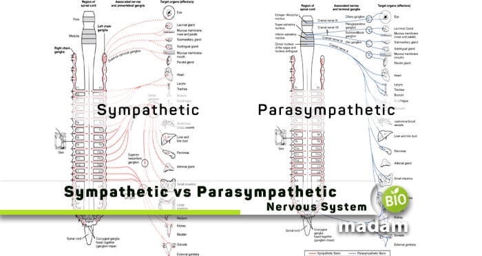 Sympathetic-vs-Parasympathetic-Nervous-System