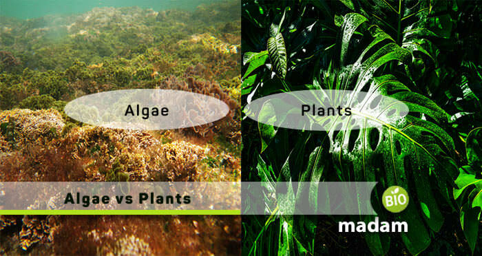 Difference Between Algae and Plants - biomadam