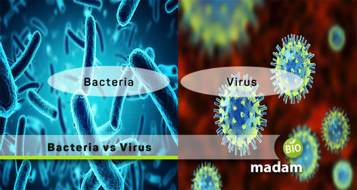 bacteria and virus