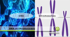 Difference Between DNA and Chromosomes - biomadam