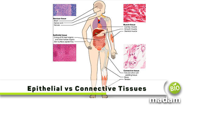 Epithelial-vs-Connective-Tissues