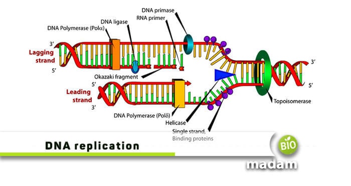 Prokaryotes-and-Eukaryotes-DNA-replication