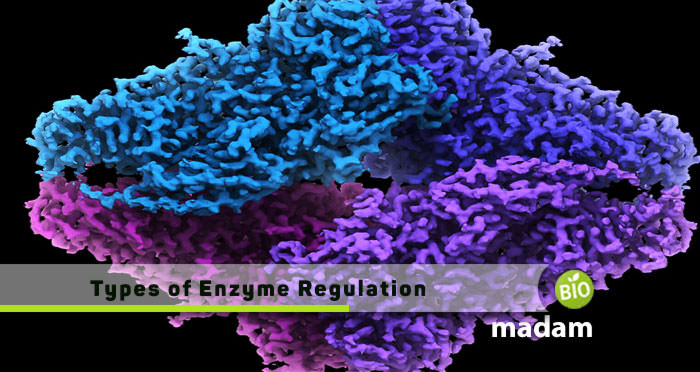 Types-of-Enzyme-Regulation