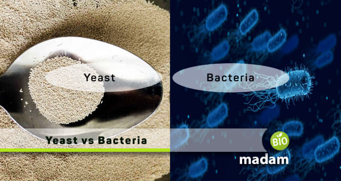 Yeast-vs-Bacteria