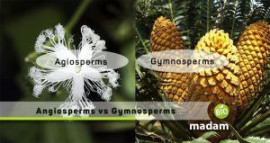 Difference between Angiosperms and Gymnosperms - biomadam
