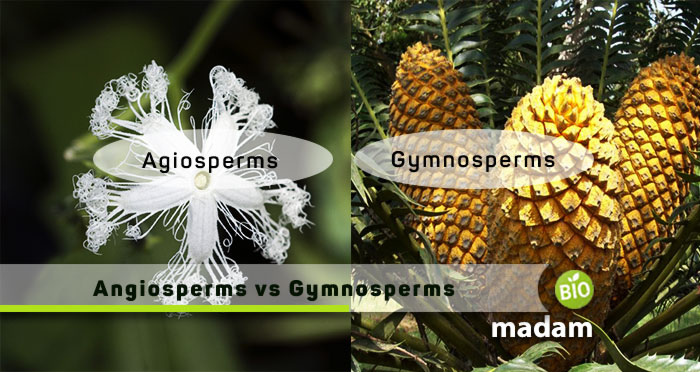 Angiosperm-vs-gymnosperm