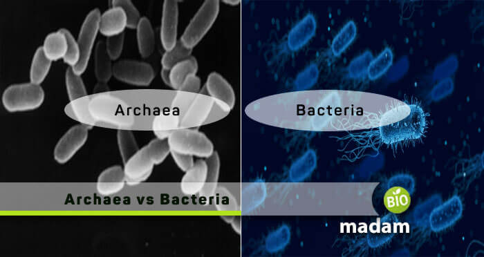Archaea-vs-Bacteria