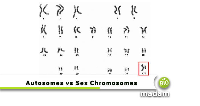 Autosomes-vs-Sex-Chromosomes