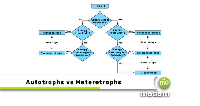Autotrophs-and-Heterotrophs