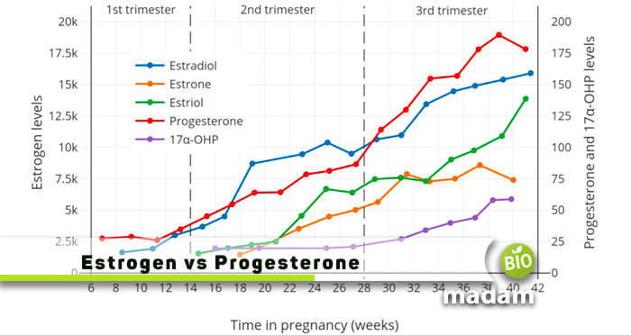 Estrogen-vs-Progesterone 