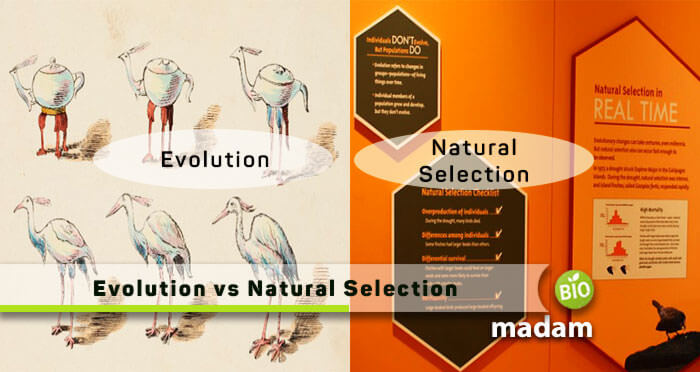Evolution-vs-natural-selection