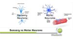 Difference Between Sensory and Motor Neurons - biomadam