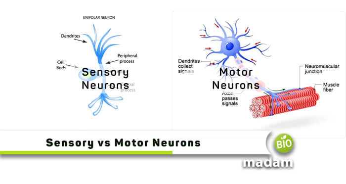 Sensory-vs-Motor-Neurons