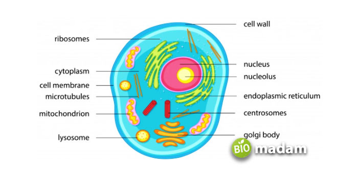 Anatomy-of-an-animal-cell