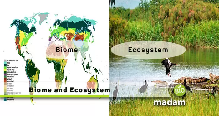 Biome-and-Ecosystem