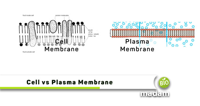 Cell-vs-Plasma-Membrane